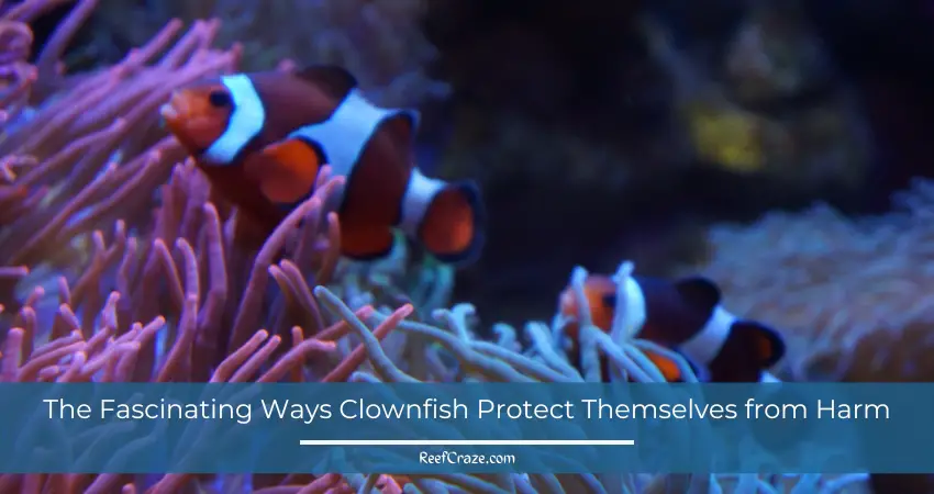 How clownfish protect themselves from predators