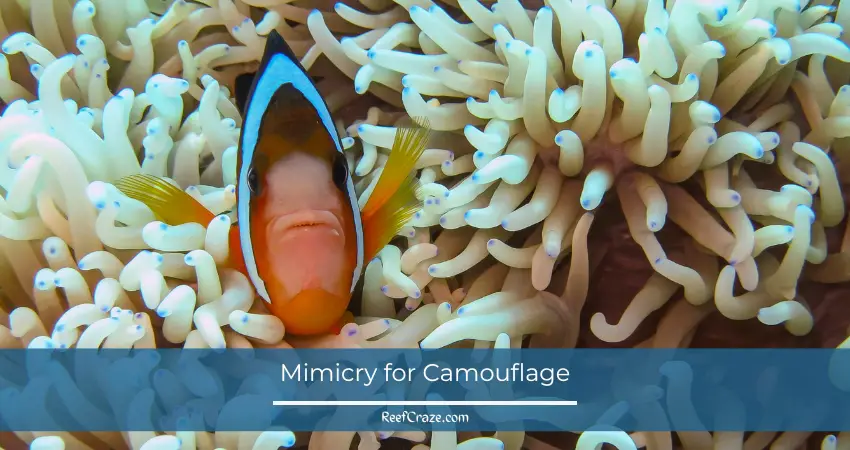 Mimicry for Camouflage
