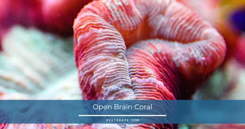 Open Brain Coral