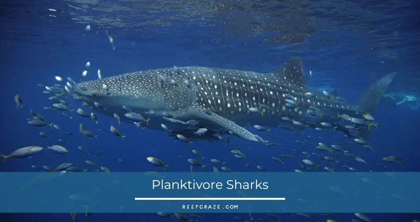 Planktivore Sharks