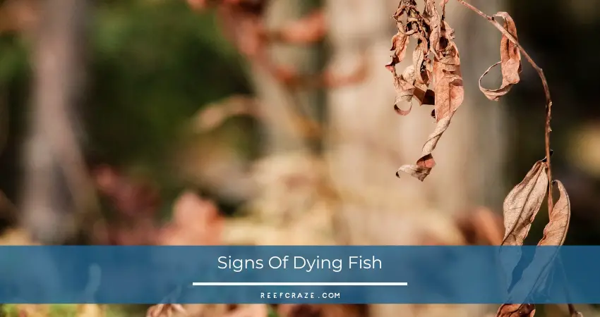 Signs Of Dying Fish