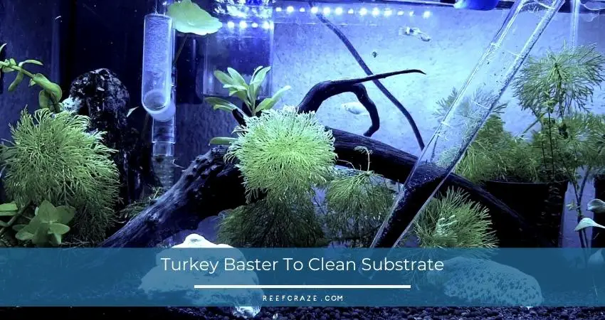Turkey Baster to clean substrate