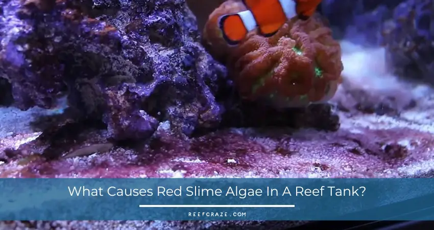 What Causes Red Slime Algae In A Reef Tank?
