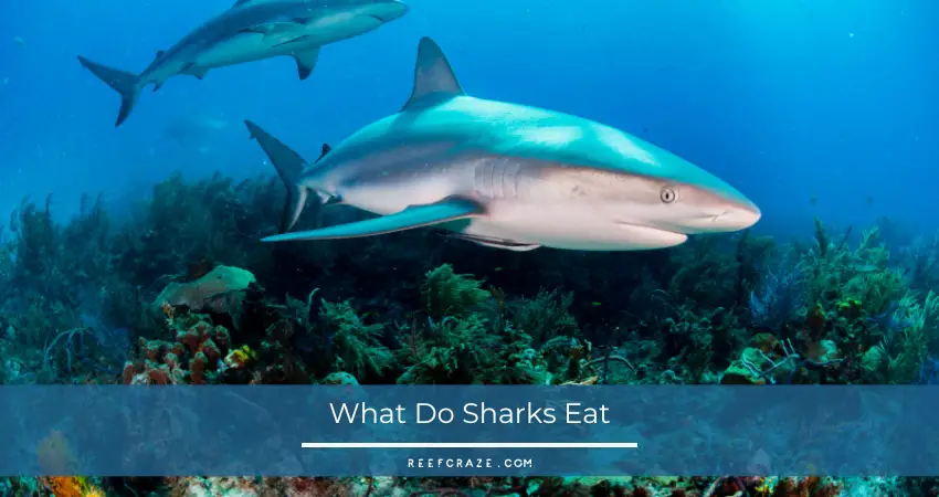 Sharks aren't fussy eaters and will eat just about everything