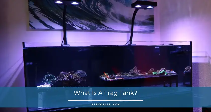 A display grade frag tank