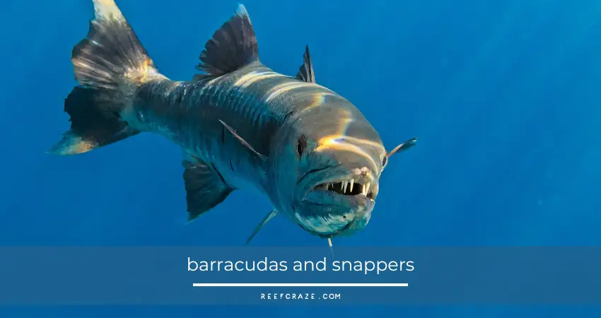 barracudas and snappers eat clownfish