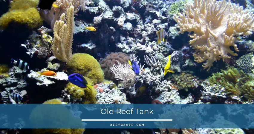 old or matured reef aquarium has many advantages