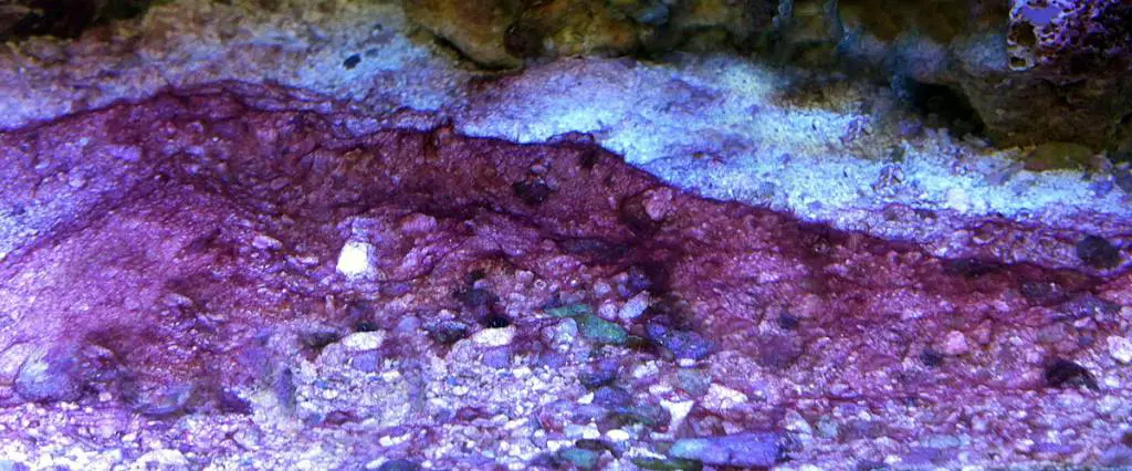 red slime algae over sand bed