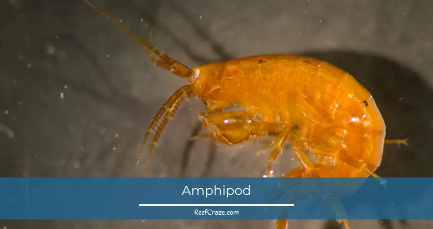 Amphipods