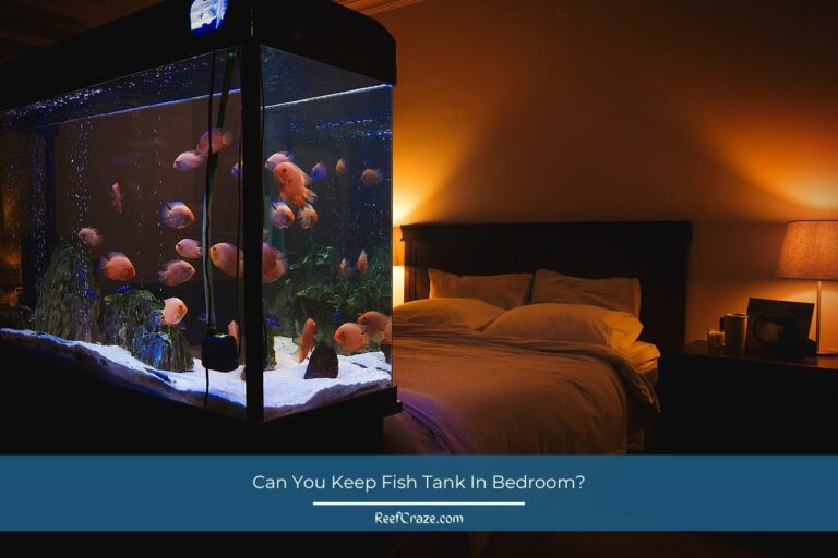 Can You Keep Fish Tank In Bedroom? [Pros & Cons]