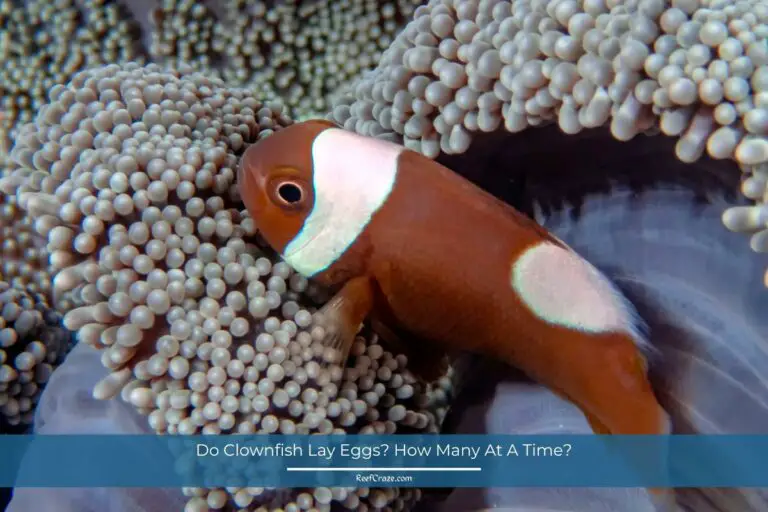 Do Clownfish Lay Eggs? How Many At A Time?