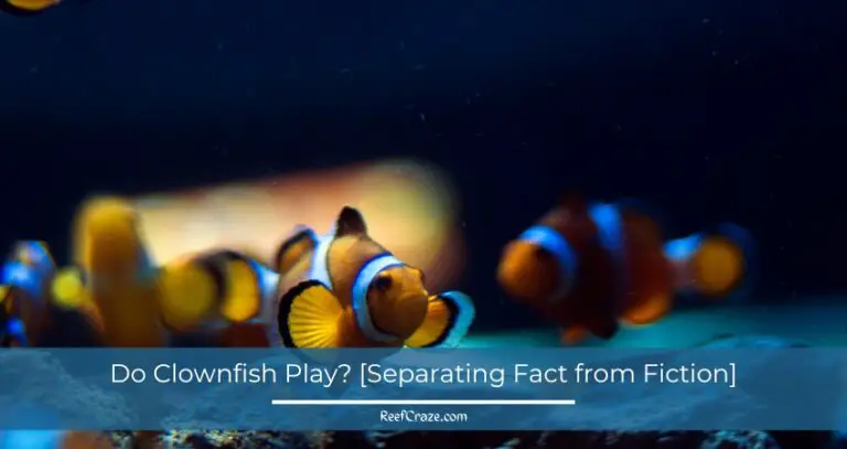 Do Clownfish Play? [Separating Fact from Fiction]