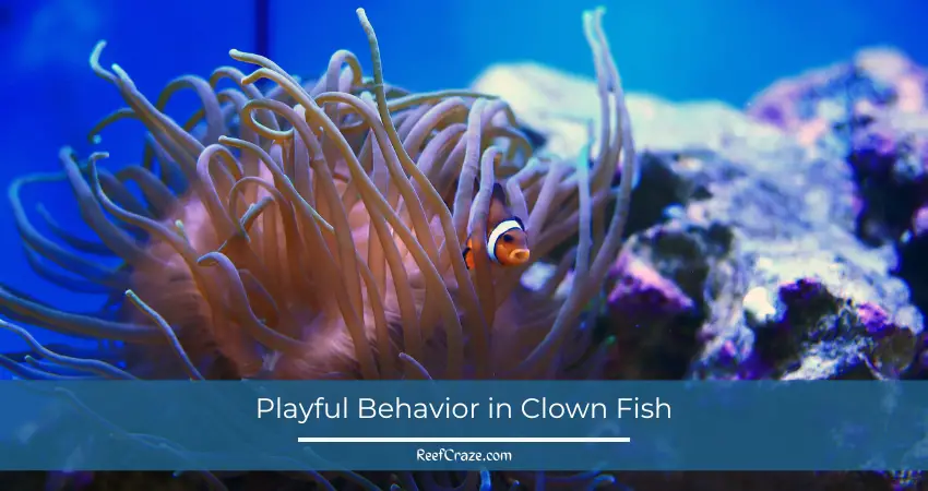 Playful Behavior in Clown Fish
