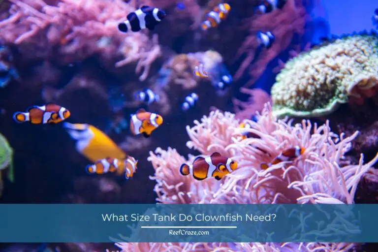 What Size Tank Do Clownfish Need? (A Complete Guide)