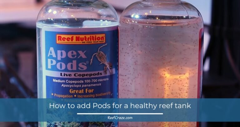 Pods And Prosper: How to add Pods for a healthy reef tank