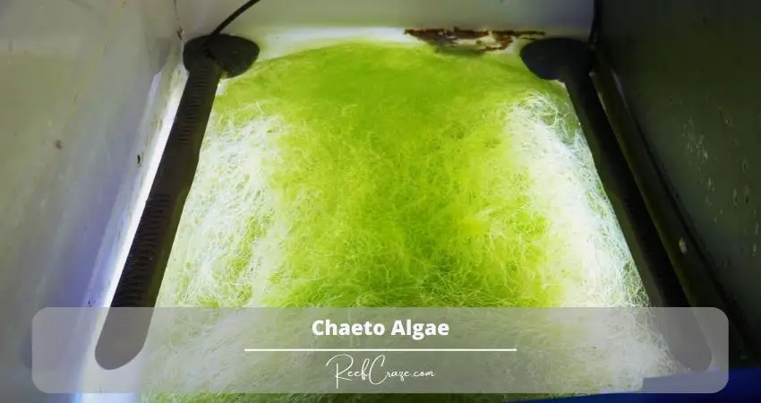 Best Refugium Light For Chaeto Algae 2
