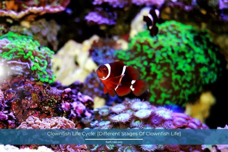 Clownfish Life Cycle: [Different Stages Of Clownfish Life]