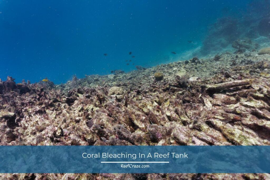 Coral Bleaching In A Reef Tank