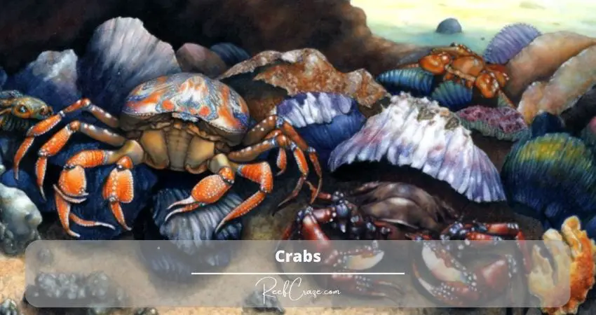 crabs