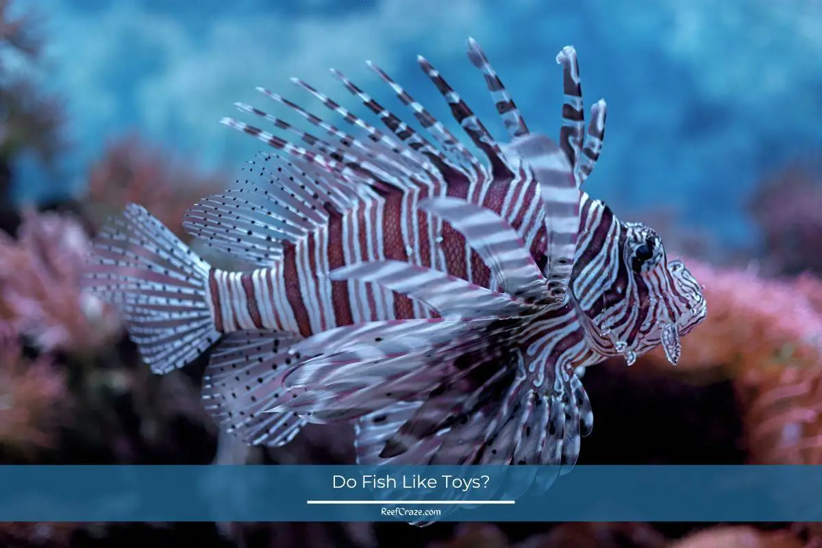 Do Fish Like Toys? Do Aquatic Creatures Engage With Toys?