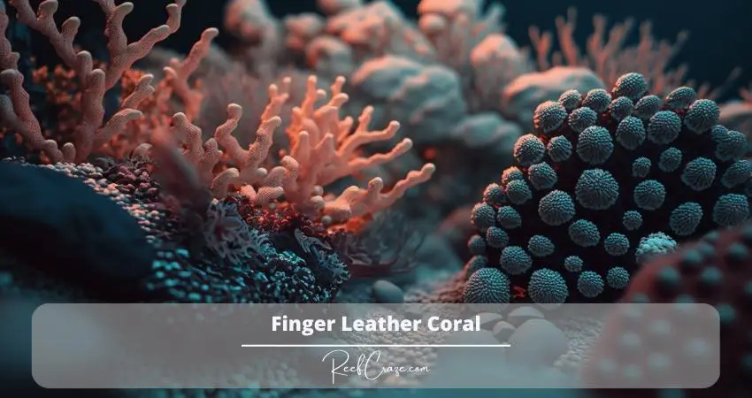 Finger Leather Coral