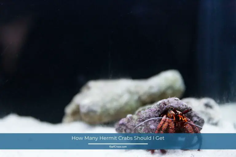 How Many Hermit Crabs Should I Get?