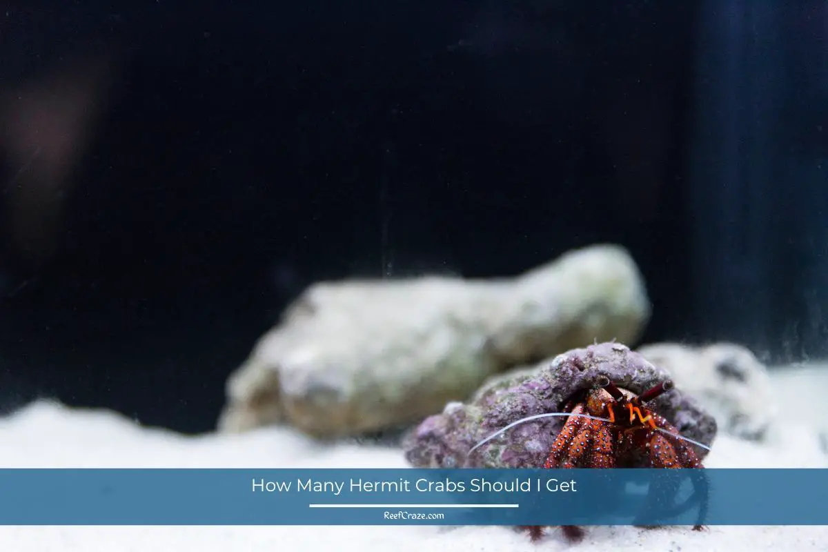 How Many Hermit Crabs Should I Get