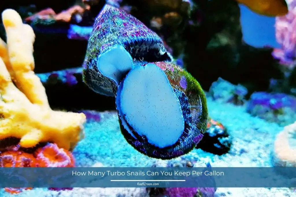 How Many Turbo Snails Can You Keep Per Gallon