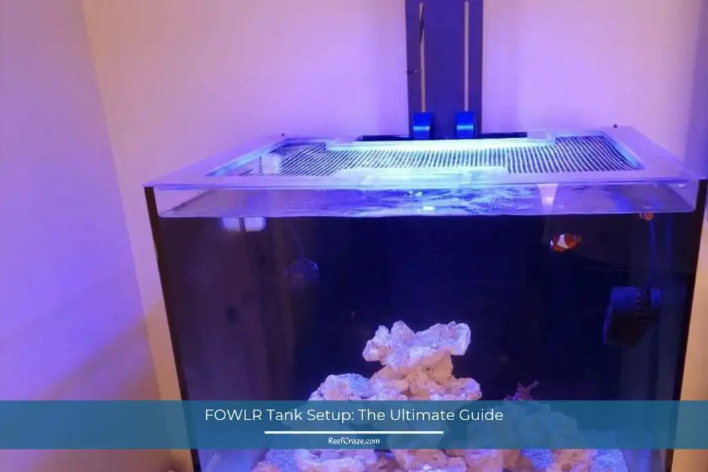 How to setup a FOWLR tank