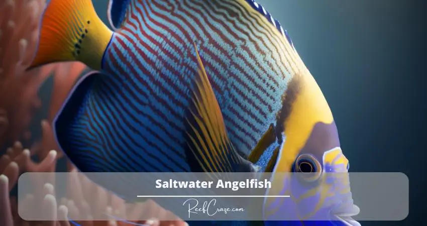 Saltwater Angelfish