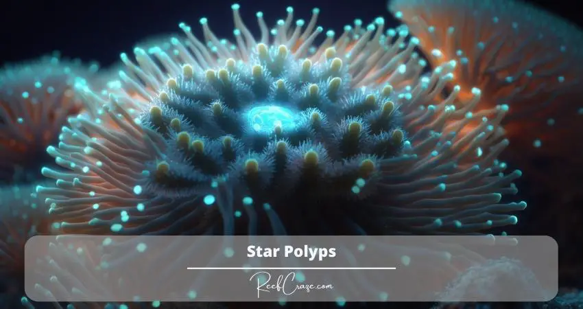 Star Polyps