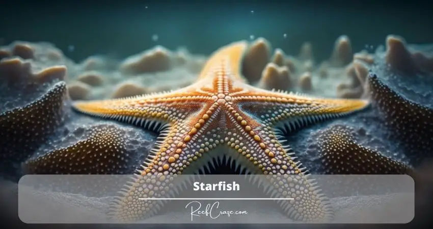 Starfish