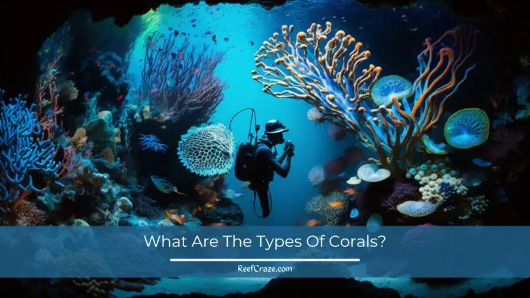 What Are The Types Of Corals?