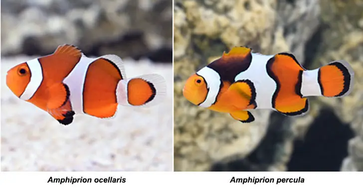 Types of Clownfish: [From Common Gems to Rare Treasures for Your Aquarium] 2