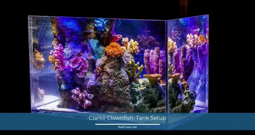 Clarkii Clownfish Tank Setup