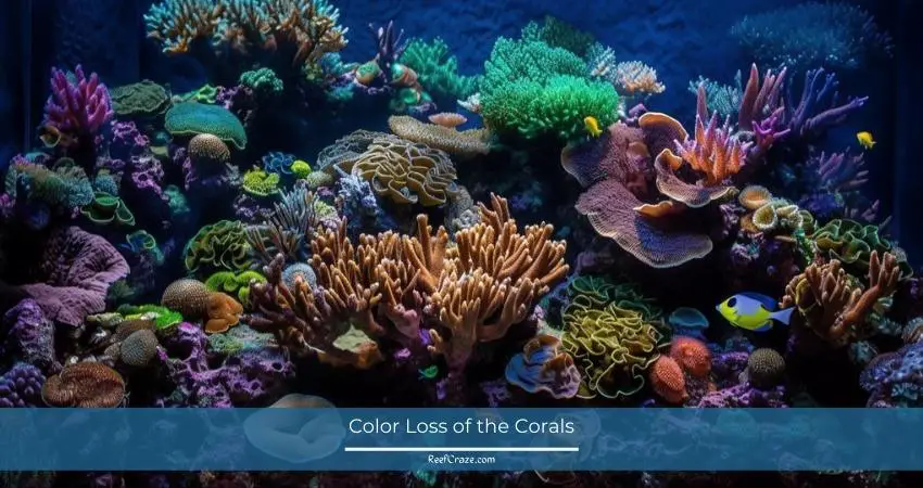 Color Loss of the Corals
