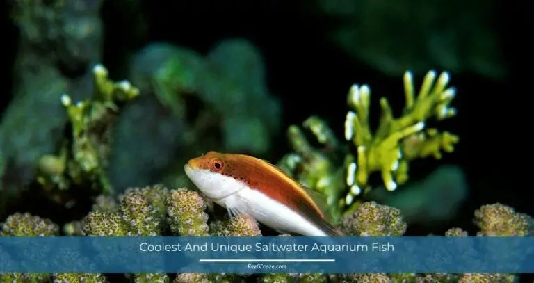 Coolest And Unique Saltwater Aquarium Fish