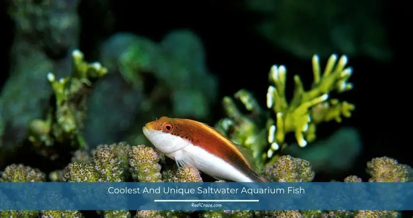 Coolest And Unique Saltwater Aquarium Fish
