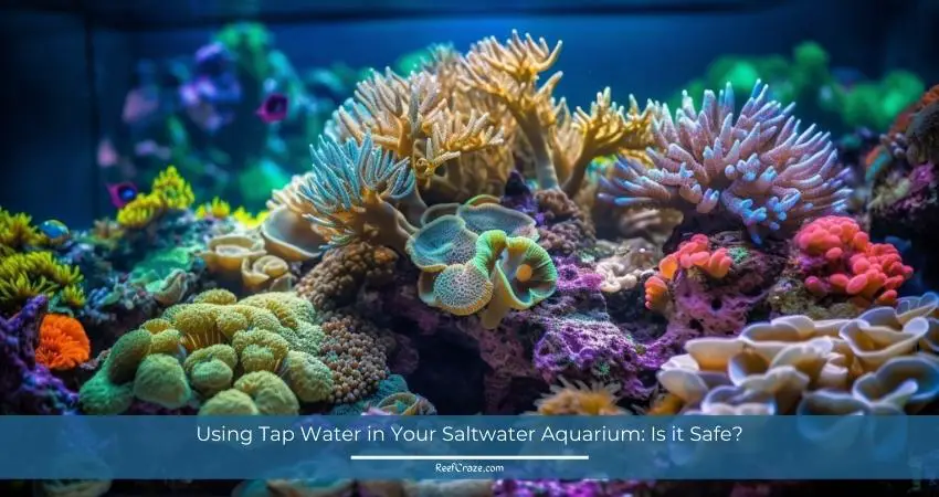 Is it safe to use tap water for your saltwater aquarium