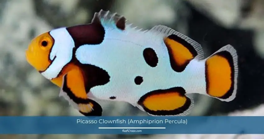 Picasso Clownfish (Amphiprion Percula)