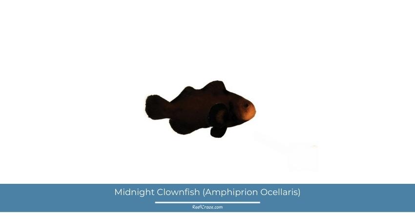 Types of Clownfish: [From Common Gems to Rare Treasures for Your Aquarium] 4