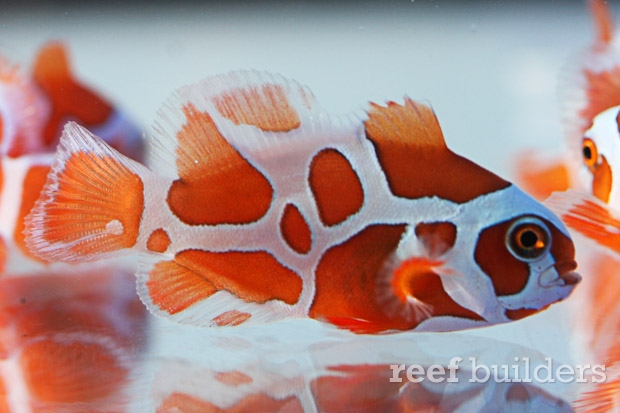 Peacekeeper Maroon Clownfish (Premnas Biaculeatus)