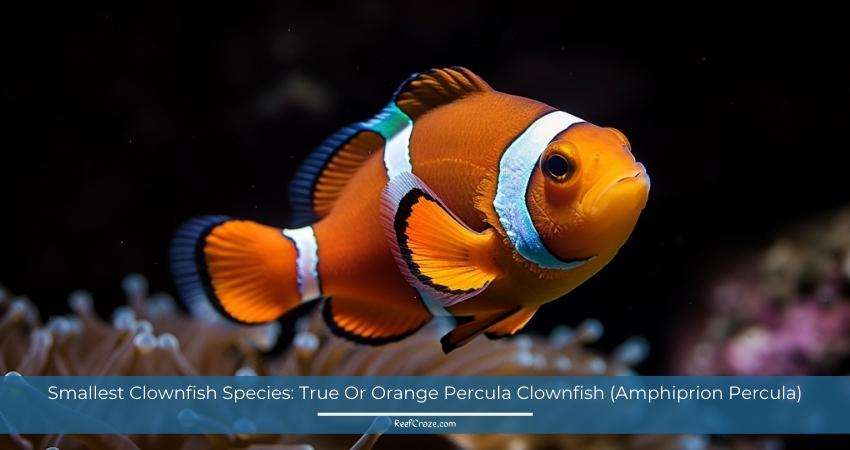 Smallest Clownfish Species: True Or Orange Percula Clownfish (Amphiprion Percula)