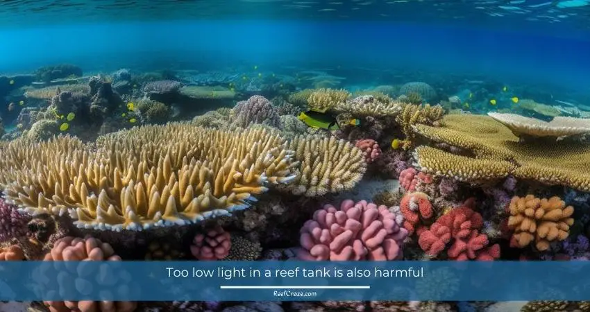 Too low light in a reef tank is also harmful