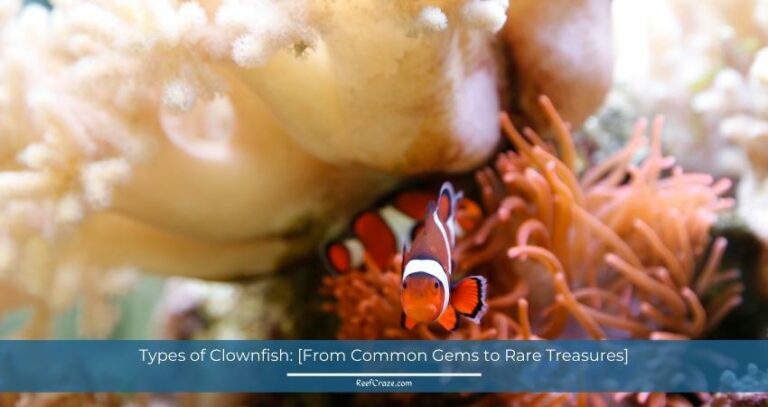 Types of Clownfish: [From Common Gems to Rare Treasures for Your Aquarium]