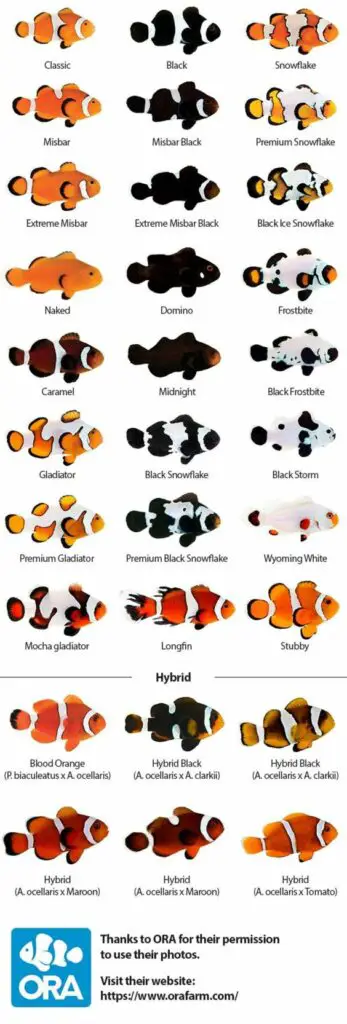 Types of Clownfish: [From Common Gems to Rare Treasures for Your Aquarium] 3