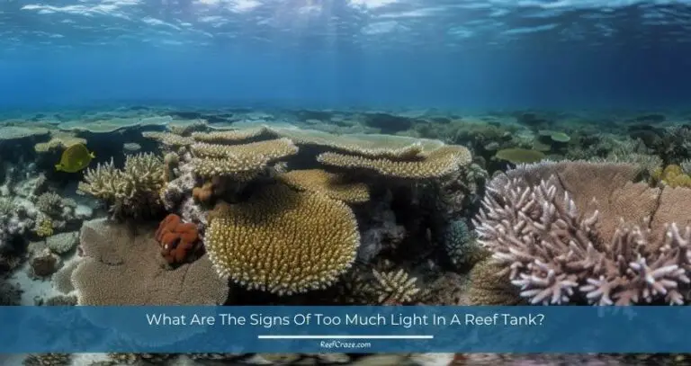 What-Are-The-Signs-Of-Too-Much-Light-In-A-Reef-Tank