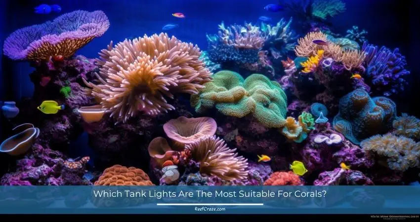 Which Tank Lights Are The Most Suitable For Corals?