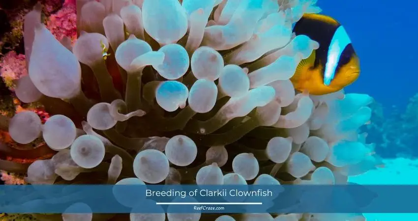 Breeding of Clarkii Clownfish