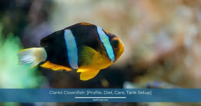Clarkii Clownfish: [Profile, Diet, Care, Tank Setup]